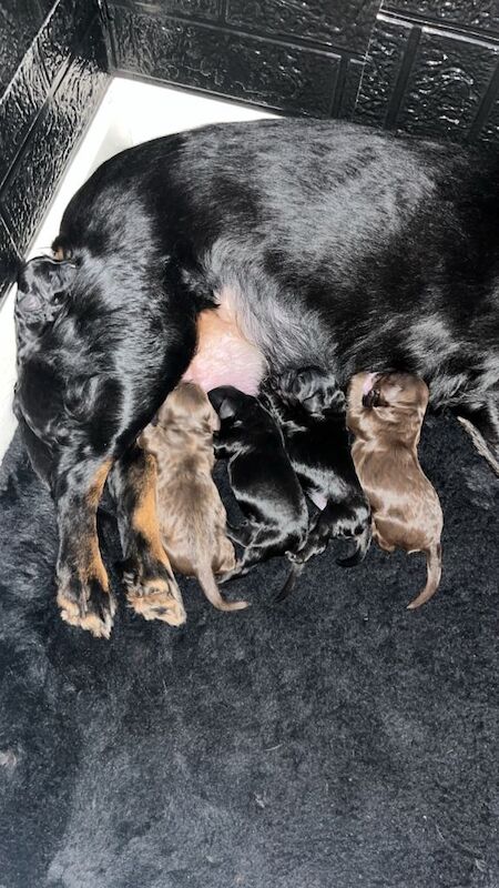 Stunning cockapoo puppies - Image 2 of 5