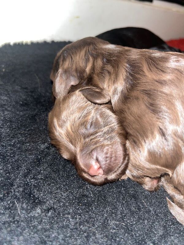Stunning cockapoo puppies - Image 3 of 5