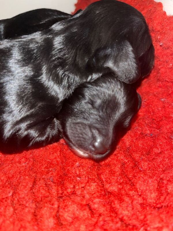 Stunning cockapoo puppies - Image 4 of 5