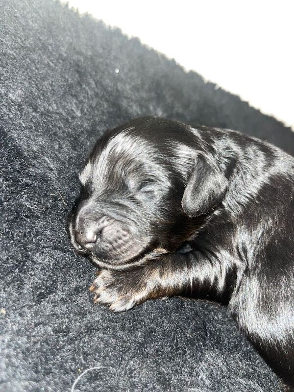 Stunning cockapoo puppies - Image 5 of 5