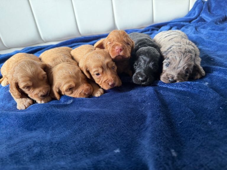 Stunning Cockapoo Puppies DNA tested