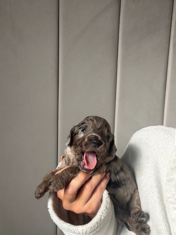 Stunning Cockapoo Puppies DNA tested - Image 2 of 6
