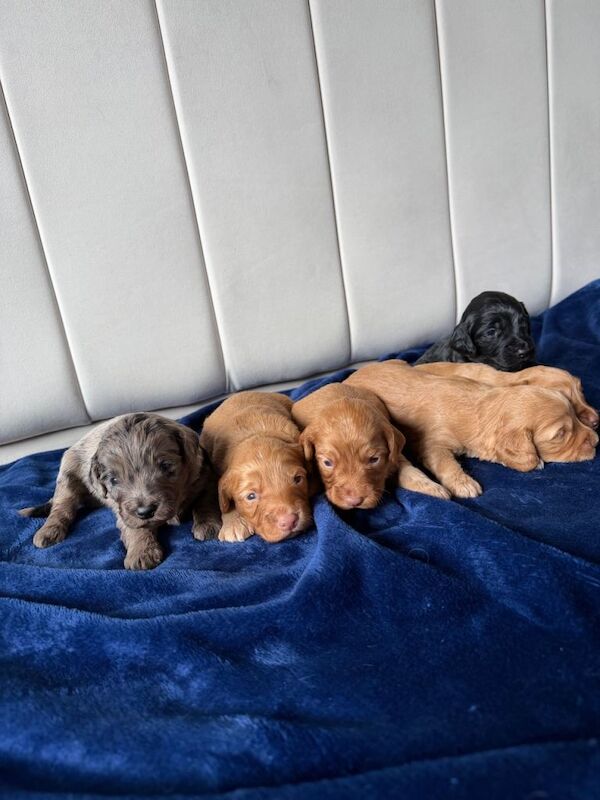 Stunning Cockapoo Puppies DNA tested - Image 3 of 6