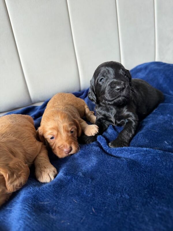 Stunning Cockapoo Puppies DNA tested - Image 4 of 6