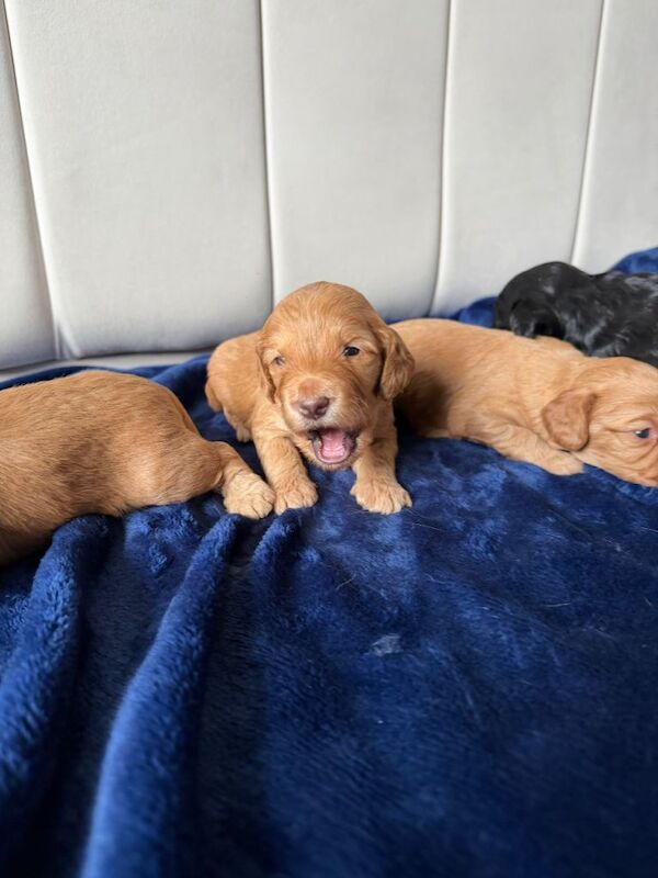 Stunning Cockapoo Puppies DNA tested - Image 5 of 6