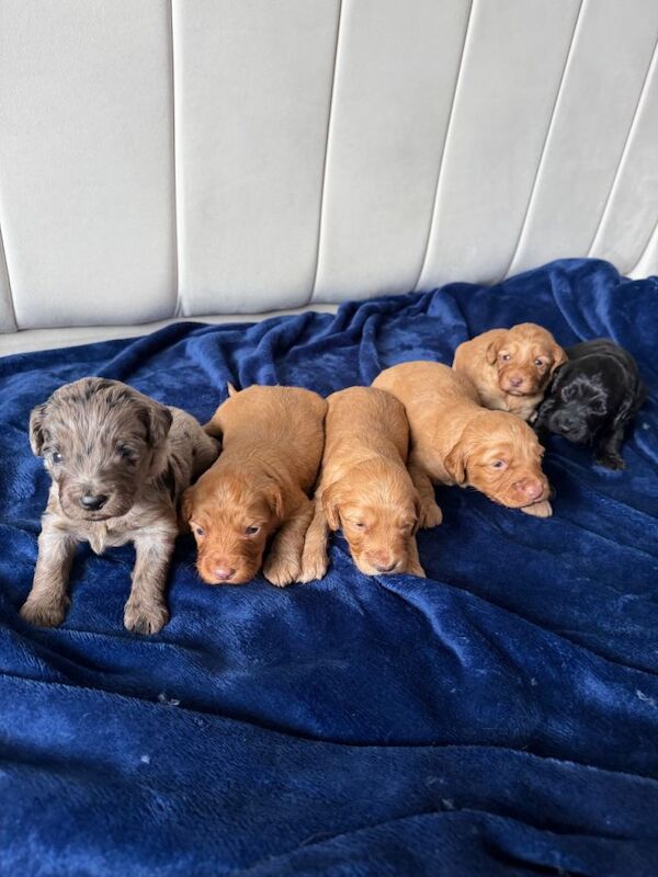 Stunning Cockapoo Puppies DNA tested - Image 6 of 6