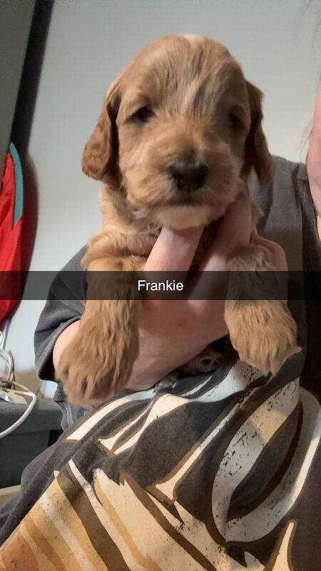 Stunning cockapoo puppies for sale - Image 2 of 7