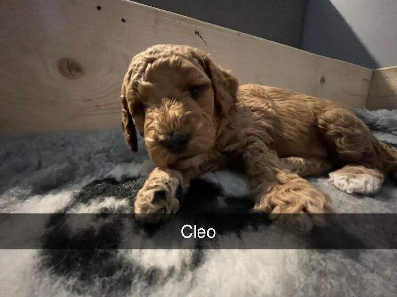 Stunning cockapoo puppies for sale - Image 3 of 7