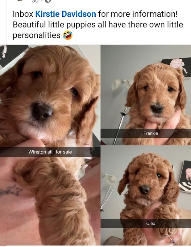 Stunning cockapoo puppies for sale - Image 4 of 7