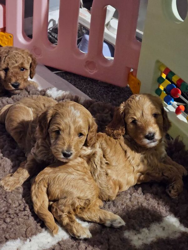 Stunning cockapoo puppies for sale - Image 5 of 7