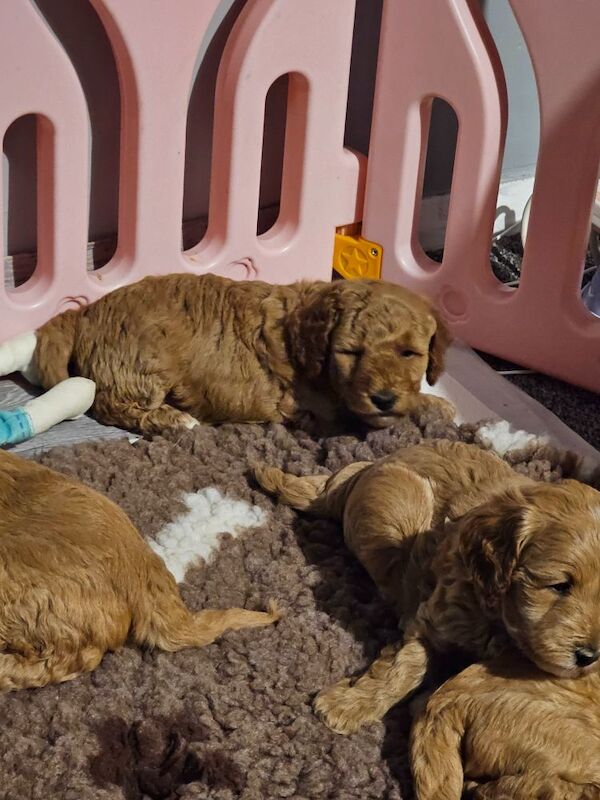 Stunning cockapoo puppies for sale - Image 6 of 7