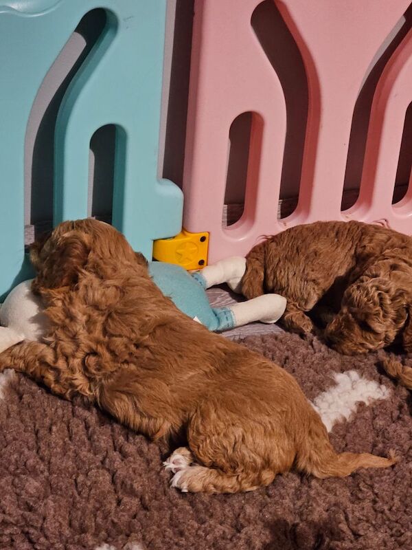 Stunning cockapoo puppies for sale - Image 7 of 7