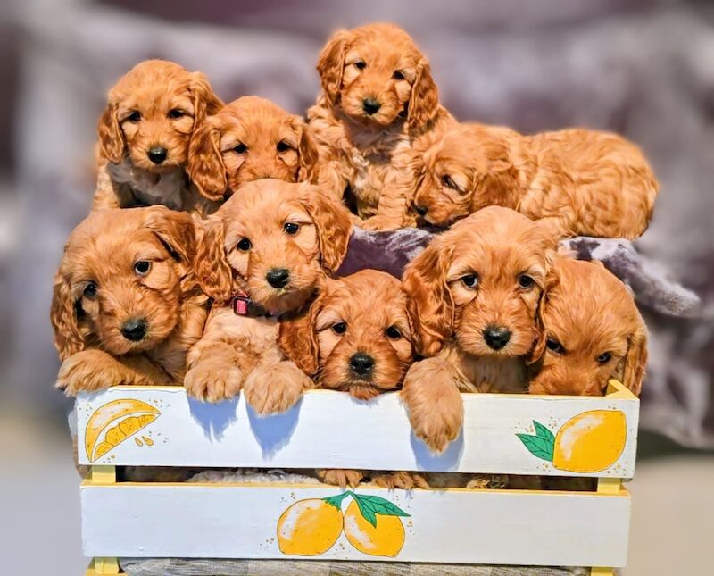 Cockapoo Puppies For Sale