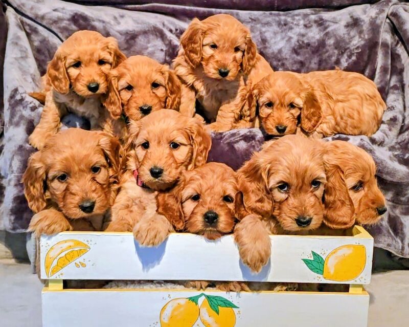 Cockapoo puppies for sale in Iver, Buckinghamshire – 3 months old - Image 2 of 15