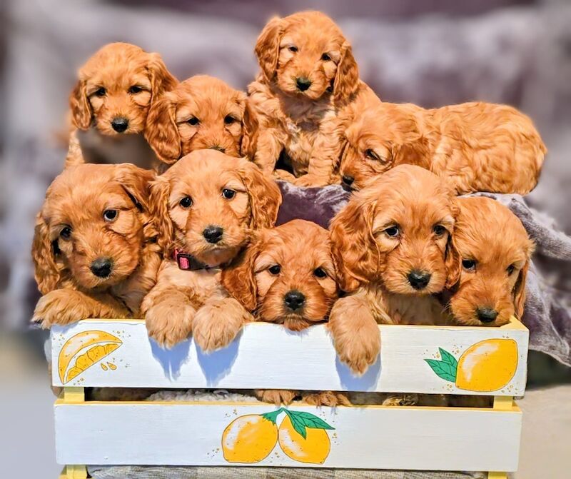 Cockapoo puppies for sale in Iver, Buckinghamshire – 3 months old - Image 3 of 15