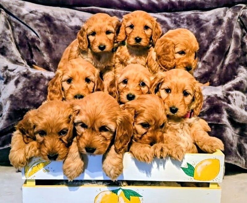 Cockapoo puppies for sale in Iver, Buckinghamshire – 3 months old - Image 4 of 15