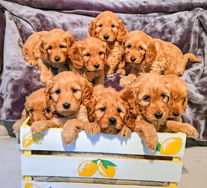 Cockapoo puppies for sale in Iver, Buckinghamshire – 3 months old - Image 5 of 15