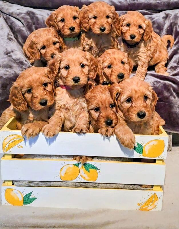 Cockapoo puppies for sale in Iver, Buckinghamshire – 3 months old - Image 6 of 15
