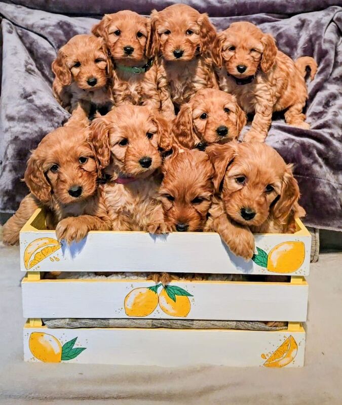 Cockapoo puppies for sale in Iver, Buckinghamshire – 3 months old - Image 7 of 15