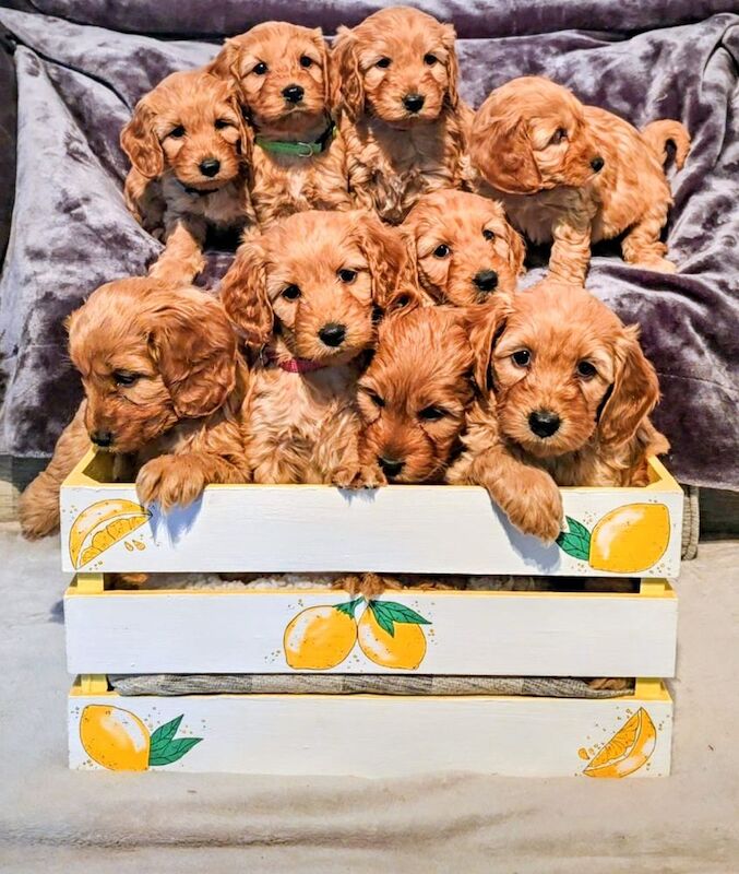 Cockapoo puppies for sale in Iver, Buckinghamshire – 3 months old - Image 8 of 15