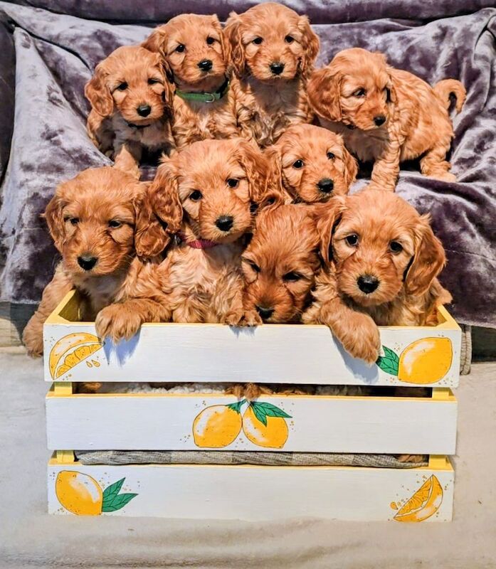 Cockapoo puppies for sale in Iver, Buckinghamshire – 3 months old - Image 9 of 15