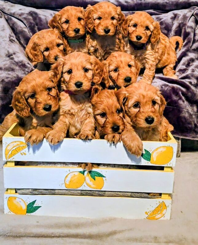 Cockapoo puppies for sale in Iver, Buckinghamshire – 3 months old - Image 11 of 15
