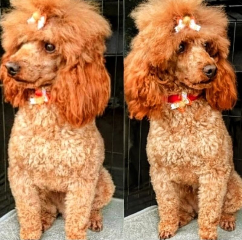 Cockapoo puppies for sale in Iver, Buckinghamshire – 3 months old - Image 12 of 15