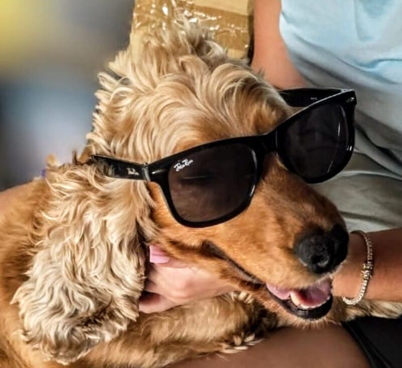 Cockapoo puppies for sale in Iver, Buckinghamshire – 3 months old - Image 13 of 15