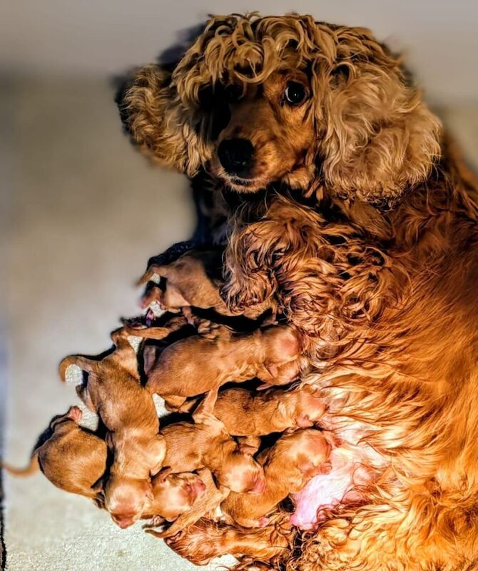 Cockapoo puppies for sale in Iver, Buckinghamshire – 3 months old - Image 15 of 15