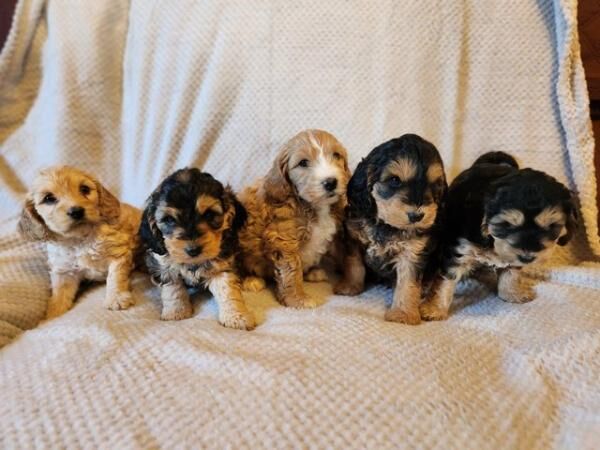 Stunning cockapoo puppies READY NOW for sale in Aberystwyth, Ceredigion
