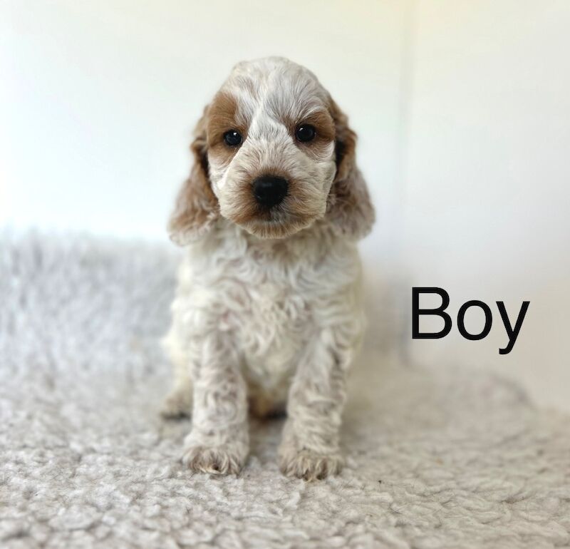 Stunning cockapoo puppies ready now for sale in Upwell Norfolk | Image 2