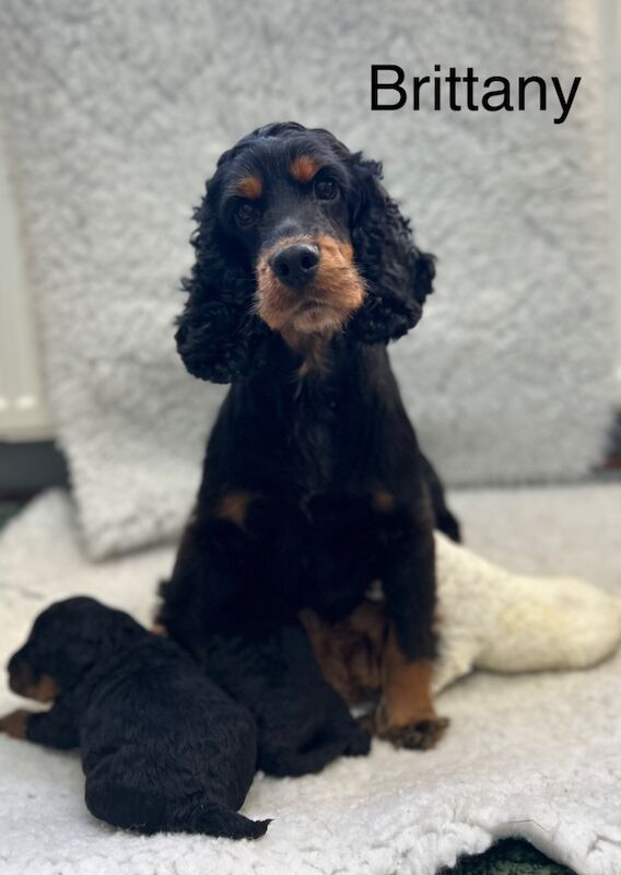 Stunning cockapoo puppies ready now for sale in Upwell Norfolk - Image 6