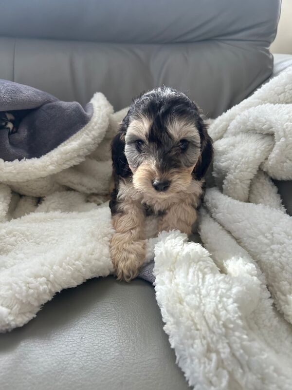 Cockapoo puppies for sale in Belvedere, Greater London – 7 weeks old