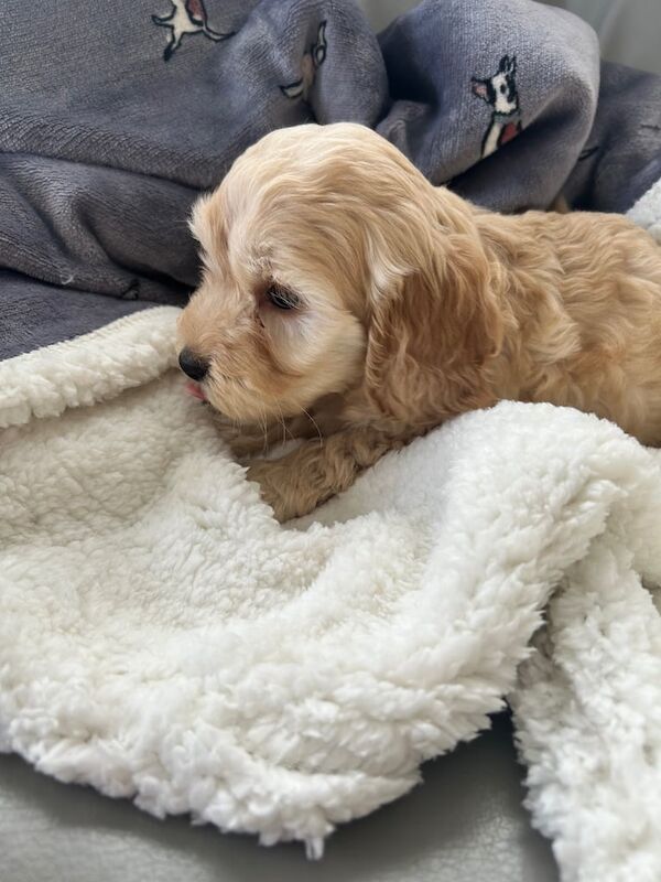 Cockapoo puppies for sale in Belvedere, Greater London – 3 months old - Image 2 of 3