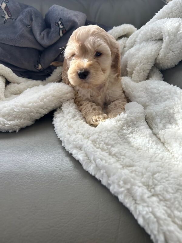 Cockapoo puppies for sale in Belvedere, Greater London – 3 months old - Image 3 of 3