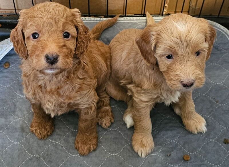 Cockapoo Puppies For Sale