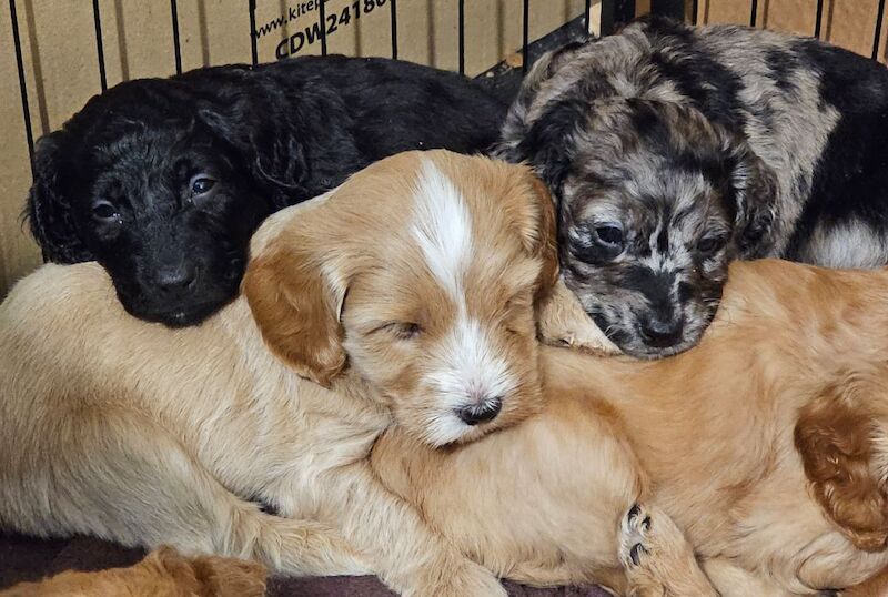 Stunning Cockapoo Pups - Image 4 of 10