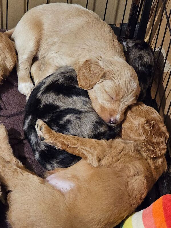 Stunning Cockapoo Pups - Image 6 of 10