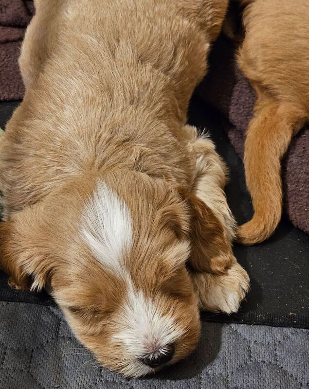 Stunning Cockapoo Pups - Image 7 of 10