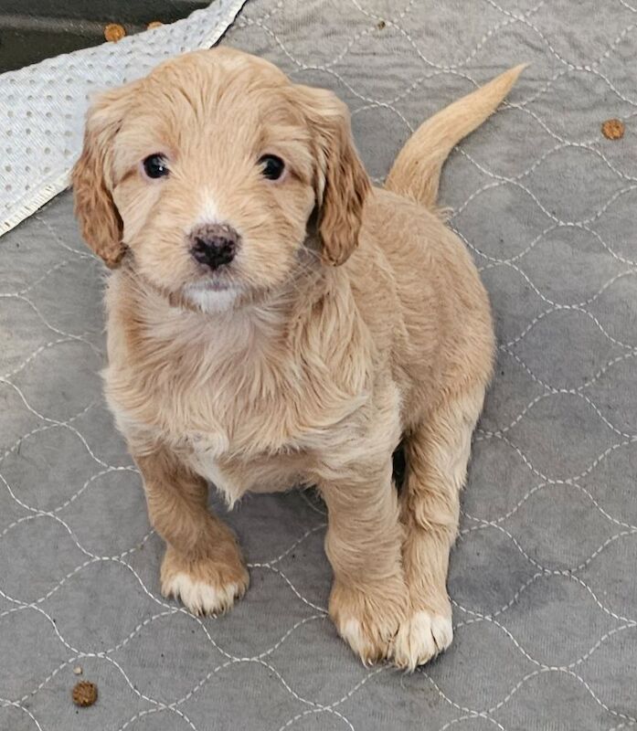 Stunning Cockapoo Pups - Image 8 of 10