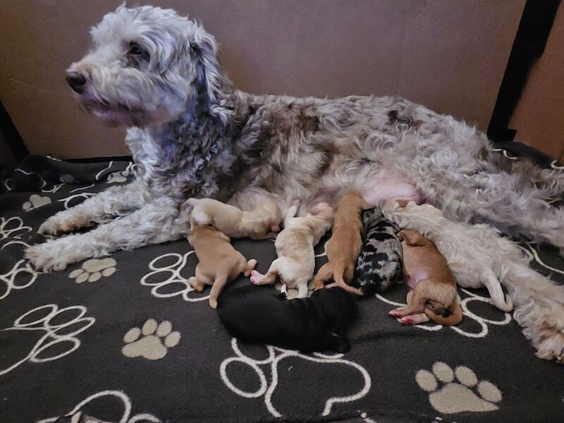 Stunning Cockapoo Pups - Image 10 of 10