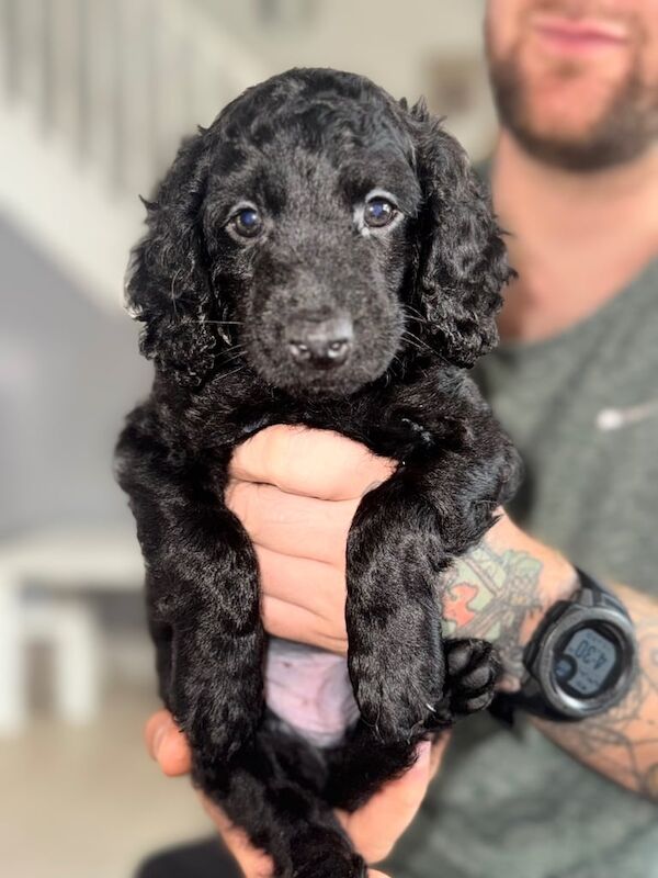 Cockapoo puppies for sale in Stalybridge, Greater Manchester – 9 weeks old