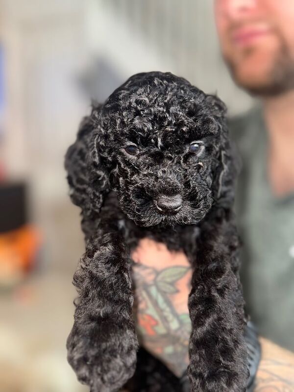 Cockapoo puppies for sale in Stalybridge, Greater Manchester – 9 weeks old - Image 2 of 3