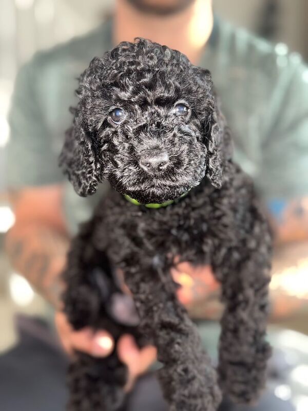Cockapoo puppies for sale in Stalybridge, Greater Manchester – 9 weeks old - Image 3 of 3