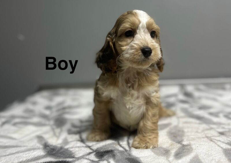 Cockapoo puppies for sale in Wisbech, Cambridgeshire – 10 weeks old - Image 4 of 5