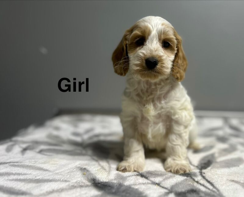 Cockapoo puppies for sale in Wisbech, Cambridgeshire – 10 weeks old - Image 5 of 5