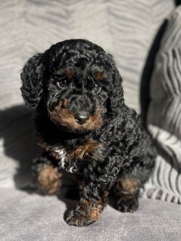 Stunning cockapoo's ready now