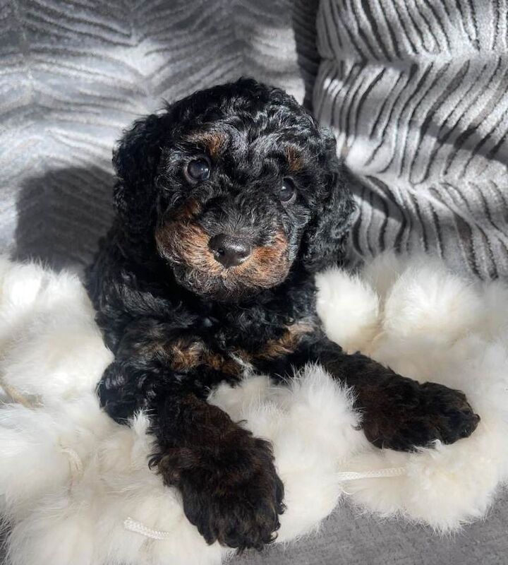Stunning cockapoo's ready now - Image 2 of 6