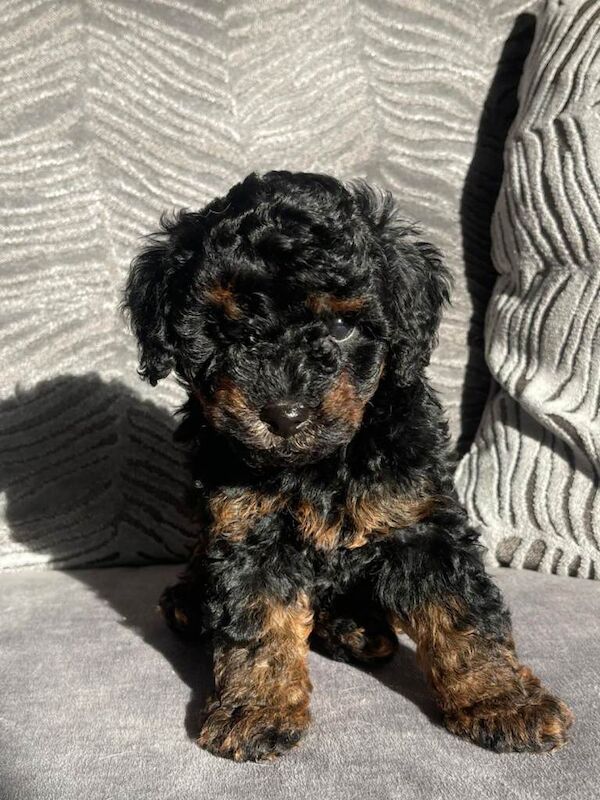 Stunning cockapoo's ready now - Image 3 of 6