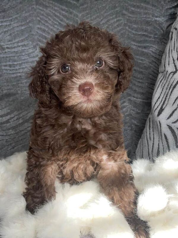 Stunning cockapoo's ready now - Image 4 of 6